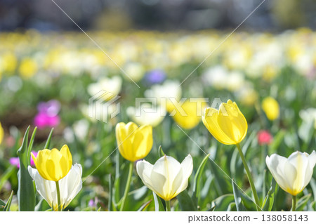 鬱金香花田，黃色，春天，三月，材料 138058143