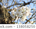 新生活，新財年：美麗的櫻花在晴朗的天空中閃耀 138058250