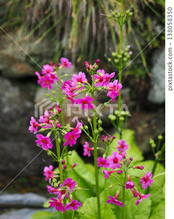 Landscape with mallow 138058350