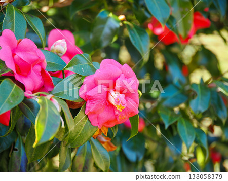Red camellia flower Red camellia flower 138058379