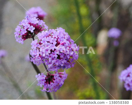 A landscape featuring Verbena bonariensis (three-foot verbena). A landscape featuring Verbena bonariensis (three-foot verbena). 138058380