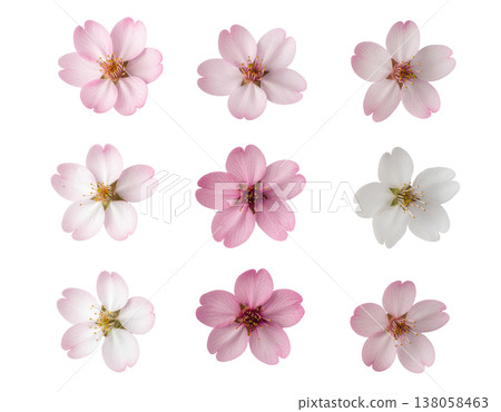 Cherry blossom pattern 138058463