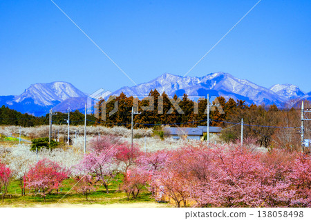 Mount Haruna and the Migo Plum Grove 1 138058498