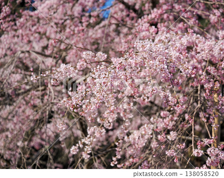萩市南妙寺的垂枝櫻花樹(Prunus jamasakura) 萩市南妙寺的垂枝櫻花樹(Prunus jamasakura) 138058520