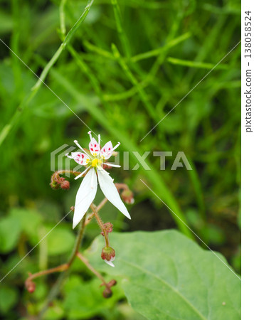 Scenery with saxifrage Scenery with saxifrage 138058524