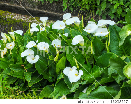Color or calla Color or calla 138058527