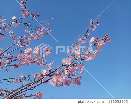 Kawazu cherry blossoms in the blue sky 138058535