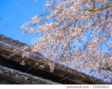 萩市南妙寺的垂枝櫻花樹(Prunus jamasakura) 萩市南妙寺的垂枝櫻花樹(Prunus jamasakura) 138058623