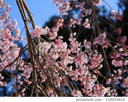 Weeping cherry tree (Prunus jamasakura) at Nanmyoji Temple in Hagi City Weeping cherry tree (Prunus jamasakura) at Nanmyoji Temple in Hagi City 138058624