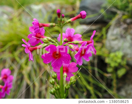 以日本報春花(Primula japonica)為景緻的風景。 以日本報春花(Primula japonica)為景緻的風景。 138058625