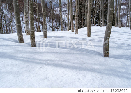 Beech forest sunshine Beech forest sunshine 138058661