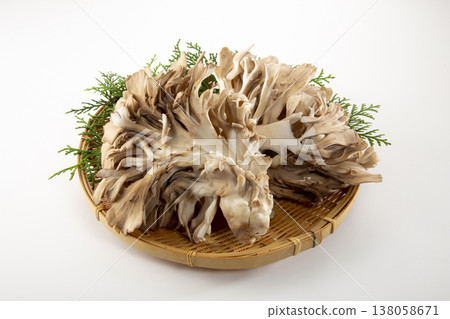 扎魯素舞蘑菇 扎魯素舞蘑菇 138058671
