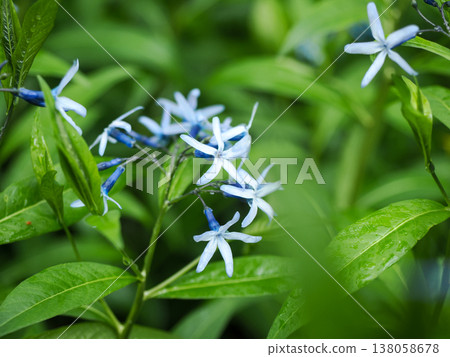 景觀與 Amsonia elliptica 景觀與 Amsonia elliptica 138058678