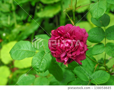 玫瑰的風景 138058685