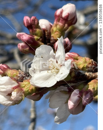 Cherry blossoms begin to bloom along the Gojo River 138058686
