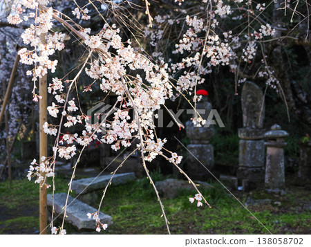 Weeping cherry tree (Prunus jamasakura) at Nanmyoji Temple in Hagi City Weeping cherry tree (Prunus jamasakura) at Nanmyoji Temple in Hagi City 138058702