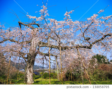 萩市南妙寺的垂枝櫻花樹（Prunus jamasakura） 138058705