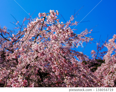 萩市南妙寺的垂枝櫻花樹(Prunus jamasakura) 萩市南妙寺的垂枝櫻花樹(Prunus jamasakura) 138058719