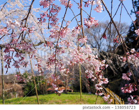 萩市南妙寺的垂枝櫻花樹(Prunus jamasakura) 萩市南妙寺的垂枝櫻花樹(Prunus jamasakura) 138058723