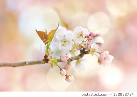 Close-up of cherry blossoms and depiction of natural light 138058754