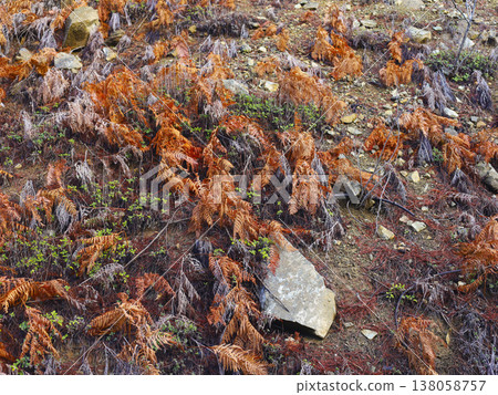 Brown Ferns Covering Rocky Forest Slope 138058757