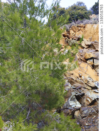 Sunlit Pine Tree Beside Rocky Hillside Scene Sunlit Pine Tree Beside Rocky Hillside Scene 138058765