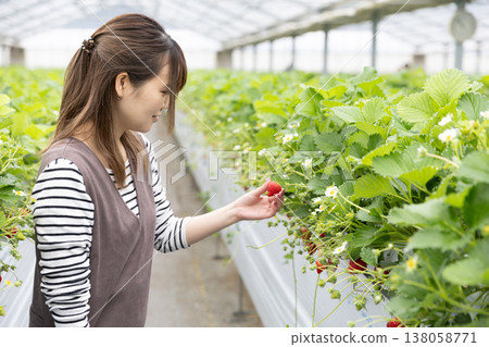 A woman's back as she picks strawberries. A woman's back as she picks strawberries. 138058771