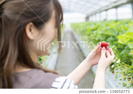 A woman's back as she picks strawberries. A woman's back as she picks strawberries. 138058773