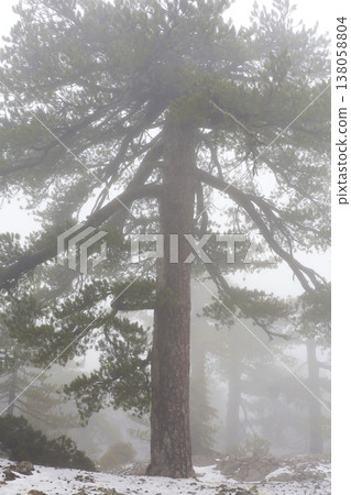 Misty Pine Tree Standing Tall In Snow Misty Pine Tree Standing Tall In Snow 138058804
