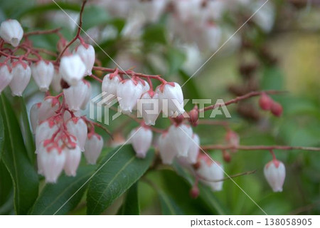 日本杜鵑(Pieris japonica)的白色花朵,屬於杜鵑花科。 日本杜鵑(Pieris japonica)的白色花朵,屬於杜鵑花科。 138058905
