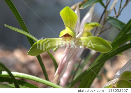 Flower of shunlun telling spring 138058907