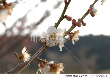 白梅花 白梅花 138059021