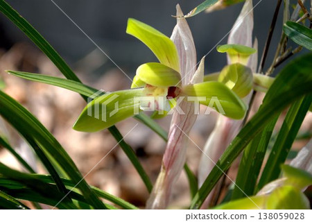 Flower of shunlun telling spring 138059028