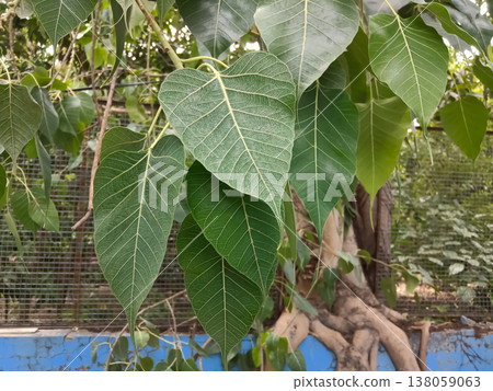 Peepal, Ficus religiosa, Sacred fig plant  138059063