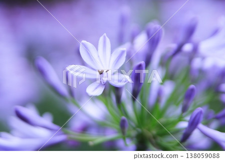 美麗的百子蓮花 美麗的百子蓮花 138059088