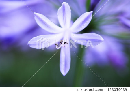 美麗的百子蓮花 138059089
