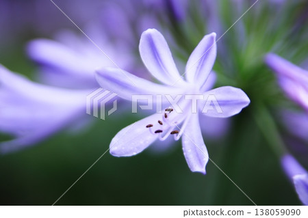 美麗的百子蓮花 美麗的百子蓮花 138059090