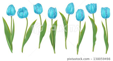 Blue Tulips Row Isolated on White Background Blue Tulips Row Isolated on White Background 138059498