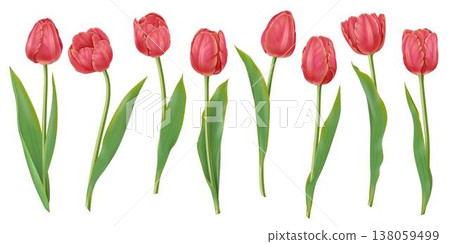 Realistic Illustration of Red Tulips with Green Stems Realistic Illustration of Red Tulips with Green Stems 138059499