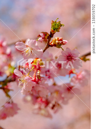 Kawazu cherry blossoms to announce the arrival of spring Kawazu cherry blossoms to announce the arrival of spring 138059702