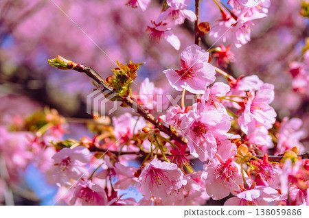 Kawazu櫻花在藍天 138059886
