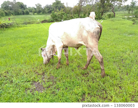 Indian indigenous cow eating grass 138060003