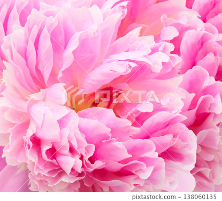 Peony  flower. Floral pink background.  Macro.   Nature. 138060135