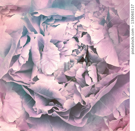 Peony flower. Floral pink background. Macro. Nature. Peony flower. Floral pink background. Macro. Nature. 138060137