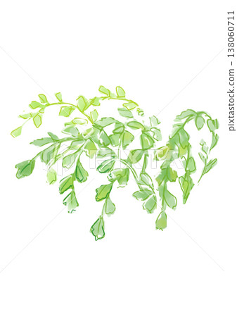 一幅手繪水彩插圖，描繪了茂盛的鐵線蕨葉子。 138060711