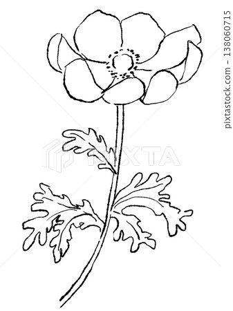 A hand-drawn line art illustration of blooming anemone flowers. 138060715