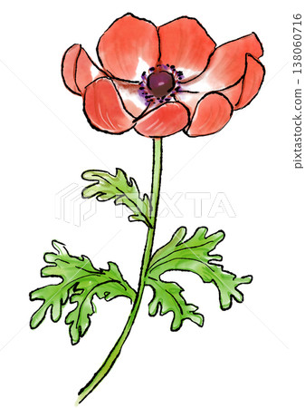 Hand-drawn line art and watercolor illustration of blooming red anemone flowers. 138060716