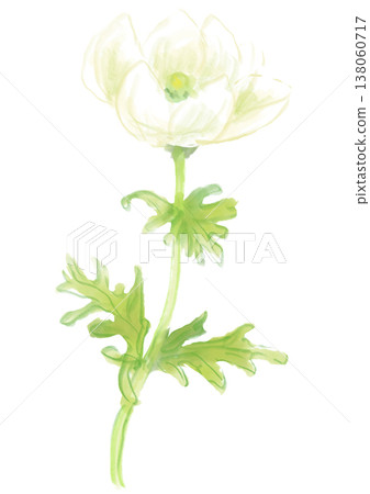 A hand-painted watercolor illustration of blooming white anemone flowers. 138060717