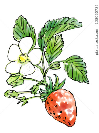 Hand-drawn line art and watercolor illustration of blooming strawberry blossoms 138060725