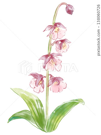 A hand-painted watercolor illustration of blooming orchids. 138060726